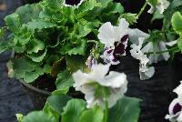  Viola hybrida (Pansy) Frilly White -- From Thompson & Morgan Spring Trials, 2016 @ Speedling: An experimental Viola hybrida (Pansy) 'Frilly White' featuring a unique twist on the pansy with frilly, semi-double flowers of white with purple to dark purple centers/eyes on sturdy stems protruding above a canopy of light- to lime-green foliage.  Sown Week 2 (~ 12 weeks).