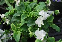  Viola hybrida (Pansy) Frilly White -- From Thompson & Morgan Spring Trials, 2016 @ Speedling: An experimental Viola hybrida (Pansy) 'Frilly White' featuring a unique twist on the pansy with frilly, semi-double flowers of white with purple to dark purple centers/eyes on sturdy stems protruding above a canopy of light- to lime-green foliage.  Sown Week 2 (~ 12 weeks).