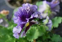  Viola hybrida (Pansy) Frilly Blue & Yellow -- From Thompson & Morgan Spring Trials, 2016 @ Speedling: An experimental Viola hybrida (Pansy) 'Frilly Blue & Yellow' featuring a unique twist on the pansy with frilly, semi-double flowers of deep purple to light purple with dark purple veins and yellow centers on sturdy stems, protruding above a canopy of light- to lime-green foliage.  Sown Week 2 (~ 12 weeks).