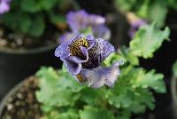  Viola hybrida (Pansy) Frilly Blue & Yellow -- From Thompson & Morgan Spring Trials, 2016 @ Speedling: An experimental Viola hybrida (Pansy) 'Frilly Blue & Yellow' featuring a unique twist on the pansy with frilly, semi-double flowers of deep purple to light purple with dark purple veins and yellow centers on sturdy stems, protruding above a canopy of light- to lime-green foliage.  Sown Week 2 (~ 12 weeks).