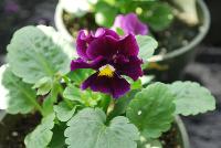  Viola hybrida (Pansy) Frilly Deep Violet -- From Thompson & Morgan Spring Trials, 2016 @ Speedling: An experimental Viola hybrida (Pansy) 'Frilly Blue & Yellow' featuring a unique twist on the pansy with frilly, semi-double flowers of deep purple violet with yellow and white centers on sturdy stems, protruding above a canopy of light- to lime-green foliage.  Sown Week 2 (~ 12 weeks).