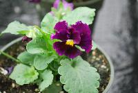  Viola hybrida (Pansy) Frilly Deep Violet -- From Thompson & Morgan Spring Trials, 2016 @ Speedling: An experimental Viola hybrida (Pansy) 'Frilly Blue & Yellow' featuring a unique twist on the pansy with frilly, semi-double flowers of deep purple violet with yellow and white centers on sturdy stems, protruding above a canopy of light- to lime-green foliage.  Sown Week 2 (~ 12 weeks).