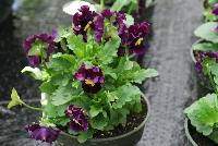  Viola hybrida (Pansy) Frilly Deep Violet -- From Thompson & Morgan Spring Trials, 2016 @ Speedling: An experimental Viola hybrida (Pansy) 'Frilly Blue & Yellow' featuring a unique twist on the pansy with frilly, semi-double flowers of deep purple violet with yellow and white centers on sturdy stems, protruding above a canopy of light- to lime-green foliage.  Sown Week 2 (~ 12 weeks).