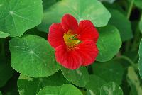  Tropaeolum majus (Nasturtium) Alaska Raspberry -- From Thompson & Morgan Spring Trials, 2016 @ Speedling:  the Nasturtium (Tropaeolum majus) 'Alaska Raspberry' featuring a vining plant with round medium-sized lime- to light-green leaves – sometimes variegated, forming a canopy under the brilliant crimson-red to raspberry-red round trumpet flowers with yellow centers.  Sown Week 6 (~ 8 weeks).