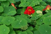  Tropaeolum majus (Nasturtium) Alaska Raspberry -- From Thompson & Morgan Spring Trials, 2016 @ Speedling:  the Nasturtium (Tropaeolum majus) 'Alaska Raspberry' featuring a vining plant with round medium-sized lime- to light-green leaves – sometimes variegated, forming a canopy under the brilliant crimson-red to raspberry-red round trumpet flowers with yellow centers.  Sown Week 6 (~ 8 weeks).
