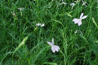  Laurentia hybrida, F1 (Isotoma) Avant-garde White -- From Thompson & Morgan Spring Trials, 2016 @ Speedling:  the Isotoma (Laurentia hybrida F1) 'Avant-garde White' featuring medium five-petaled, star-shaped flowers on lime- to light-green, crawling, vine-leaves. Sown Week 48 (~ 16 weeks).