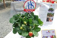  Strawberry Fragaria sp. Delizz® -- From ABZ Seeds, Spring Trials 2016:  The Delizz® Strawberry, Bringing Delicious Strawberries Home.  A strong and even plug for plant production of F1 Delizz® is produced in 6-7 weeks, which develops quickly into a compact plant with few runners and many upright flower trusses.  Just after the first flower truss, a flush of new trusses will follow.  Pollination is enhanced by bees or bumblebees.  The perfect delivery for consumers is when the first strawberry shows a red color and the fruit set of the next trusses is well visible.  Fruit is delicious sweet, mid-sized and conical, producing all summer.  AAS Winner, 2016.