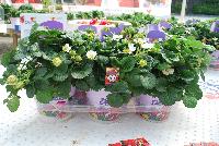  Strawberry Fragaria sp. Delizz® -- From ABZ Seeds, Spring Trials 2016:  The Delizz® Strawberry, Bringing Delicious Strawberries Home.  A strong and even plug for plant production of F1 Delizz® is produced in 6-7 weeks, which develops quickly into a compact plant with few runners and many upright flower trusses.  Just after the first flower truss, a flush of new trusses will follow.  Pollination is enhanced by bees or bumblebees.  The perfect delivery for consumers is when the first strawberry shows a red color and the fruit set of the next trusses is well visible.  Fruit is delicious sweet, mid-sized and conical, producing all summer.  AAS Winner, 2016.