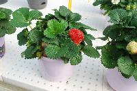  Strawberry Fragaria sp. Delizz® -- From ABZ Seeds, Spring Trials 2016:  The Delizz® Strawberry, Bringing Delicious Strawberries Home.  A strong and even plug for plant production of F1 Delizz® is produced in 6-7 weeks, which develops quickly into a compact plant with few runners and many upright flower trusses.  Just after the first flower truss, a flush of new trusses will follow.  Pollination is enhanced by bees or bumblebees.  The perfect delivery for consumers is when the first strawberry shows a red color and the fruit set of the next trusses is well visible.  Fruit is delicious sweet, mid-sized and conical, producing all summer.  AAS Winner, 2016.