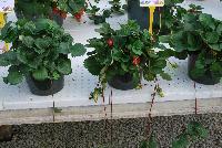  Strawberry Fragaria sp. Tarpan -- From ABZ Seeds, Spring Trials 2016:  The Gourmet Strawberry leader, showing Strawberry 'Tarpan', featuring many runners and large, deep rose flowers.  Excellent for hanging baskets.