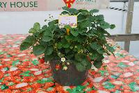  Strawberry Fragaria sp. Elan -- From ABZ Seeds, Spring Trials 2016:  The Gourmet Strawberry leader, showing Strawberry 'Elan', featuring vibrant white flowers and good fruit.