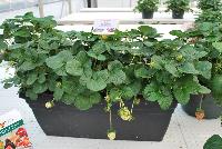  Strawberry Fragaria sp. Delizzimo® -- From ABZ Seeds, Spring Trials 2016:  The Gourmet Strawberry leader, showing Strawberry 'Delizzimo®', offering winter greenhouse culture with grow lighting.  Modern consumers wish to enjoy strawberries with full flavor as early as possible in spring.  In wintertime, there is not much around fo the real strawberry lover.  With the recent introduction of Delizzimo® it is possible to enjoy gourmet strawberries even in mid-winter.  Thanks to the unique concept of seed propagated F1 hybrids, these strawberries can be produced locally in a sustainable way.
