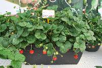  Strawberry Fragaria sp. Milan -- From ABZ Seeds, Spring Trials 2016:  The Gourmet Strawberry leader, showing Strawberry 'Milan', offering many runners and delicious fruit.