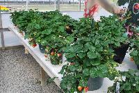  Strawberry Fragaria sp. Milan -- From ABZ Seeds, Spring Trials 2016:  The Gourmet Strawberry leader, showing Strawberry 'Milan', offering many runners and delicious fruit.