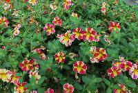  Calibrachoa Candy Bouquet -- From Plant Source International, Spring Trials 2016 at Speedling:  Calibrachoa 'Candy Bouquet' a new variety featuring brilliant lemon yellow and pink-red striped flowers on a bed of light-green foliage.