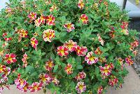  Calibrachoa Candy Bouquet -- From Plant Source International, Spring Trials 2016 at Speedling:  Calibrachoa 'Candy Bouquet' a new variety featuring brilliant lemon yellow and pink-red striped flowers on a bed of light-green foliage.