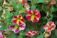  Calibrachoa Candy Bouquet -- From Plant Source International, Spring Trials 2016 at Speedling:  Calibrachoa 'Candy Bouquet' a new variety featuring brilliant lemon yellow and pink-red striped flowers on a bed of light-green foliage.