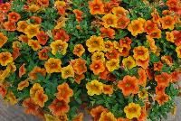 Calitastic® Calibrachoa Mango -- New from Plant Source International, Spring Trials 2016 at Speedling:  Calitastic® Calibrachoa 'Mango' a Breeding by Westhoff variety, great for quart, six-inch, gallon and hanging basket containers.