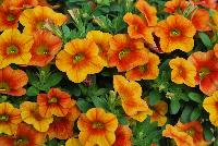 Calitastic® Calibrachoa Mango -- New from Plant Source International, Spring Trials 2016 at Speedling:  Calitastic® Calibrachoa 'Mango' a Breeding by Westhoff variety, great for quart, six-inch, gallon and hanging basket containers.