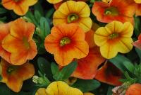 Calitastic® Calibrachoa Mango -- New from Plant Source International, Spring Trials 2016 at Speedling:  Calitastic® Calibrachoa 'Mango' a Breeding by Westhoff variety with bold orange-red-yellow flowers, great for quart, six-inch, gallon and hanging basket containers.