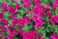 Calitastic® Calibrachoa Fancy Fuchsia -- New from Plant Source International, Spring Trials 2016 at Speedling:  Calitastic® Calibrachoa 'Fancy Fuchsia' a Breeding by Westhoff variety with stunning neon fuchsia-pink flowers great for quart, six-inch, gallon and hanging basket containers.