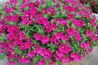 Calitastic® Calibrachoa Fancy Fuchsia -- New from Plant Source International, Spring Trials 2016 at Speedling:  Calitastic® Calibrachoa 'Fancy Fuchsia' a Breeding by Westhoff variety with stunning neon fuchsia-pink flowers great for quart, six-inch, gallon and hanging basket containers.