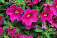 Calitastic® Calibrachoa Fancy Fuchsia -- New from Plant Source International, Spring Trials 2016 at Speedling:  Calitastic® Calibrachoa 'Fancy Fuchsia' a Breeding by Westhoff variety with stunning neon fuchsia-pink flowers great for quart, six-inch, gallon and hanging basket containers.