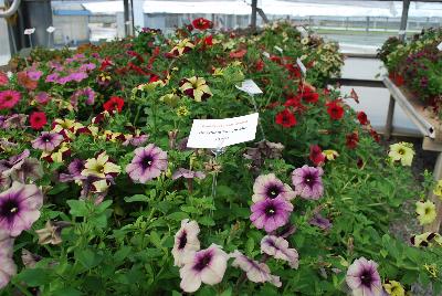 From Plant Source International, Spring Trials 2016 at Speedling: Crazytunia® Petunia 'Twilight Blue' featuring a deep blue to purple flower on a bed of rich green foliage among other Crazytunia® varieties.