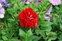 Glow™ Petunia Double Red -- From Plant Source International, Spring Trials 2016 at Speedling: Glow Petunia 'Double Red' featuring prolific dense, double, rich red flowers with occasional light areas on a bed of rich green foliage.