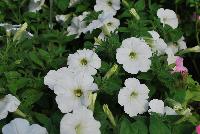 Glow™ Petunia Snowy White -- From Plant Source International, Spring Trials 2016 at Speedling: Glow Petunia 'Snowy White featuring prolific clear white flowers on a bed of rich green foliage.