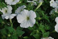 Glow™ Petunia Snowy White -- From Plant Source International, Spring Trials 2016 at Speedling: a Hedera 'Ivy Glacier' featuring vines of rich green with white edged  foliage on sturdy, aggressive stems.