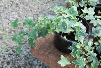  Hedera Ivy Glacier -- New from Plant Source International, Spring Trials 2016 at Speedling: Hedera 'Ivy Glacier' featuring vines of rich green foliage with white edges on long, strong, aggressive stems..