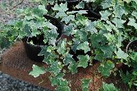  Hedera Ivy Glacier -- New from Plant Source International, Spring Trials 2016 at Speedling: Hedera 'Ivy Glacier' featuring vines of rich green foliage with white edges on long, strong, aggressive stems..