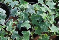  Hedera Ivy Glacier -- New from Plant Source International, Spring Trials 2016 at Speedling: Hedera 'Ivy Glacier' featuring vines of rich green foliage with white edges on long, strong, aggressive stems..