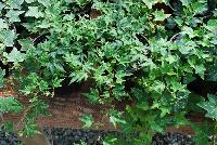  Hedera Ivy Needlepoint -- New from Plant Source International, Spring Trials 2016 at Speedling: Hedera 'Ivy Needlepoint' featuring vines of pronounced, pointed, typically three- to five-pointed, rich green foliage on long, strong, aggressive stems..
