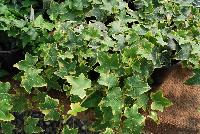  Hedera Yellow Ripple -- New from Plant Source International, Spring Trials 2016 at Speedling: Hedera 'Yellow Ripple' featuring vines of rich green foliage with narrow to quite wide edges of creamy to deep yellow on long, strong, aggressive stems..