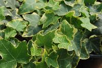  Hedera Yellow Ripple -- New from Plant Source International, Spring Trials 2016 at Speedling: Hedera 'Yellow Ripple' featuring vines of rich green foliage with narrow to quite wide edges of creamy to deep yellow on long, strong, aggressive stems..