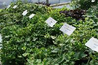  Hedera  -- On display @ Plant Source International, Spring Trials 2016 at Speedling: several varieties of Vinca featuring a varied assortment of green foliage and shapes, most with climbing an vining habits, some with variegated or multi-colored foliage.