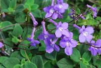  Streptocarpella Concord Blue -- From Plant Source International, Spring Trials 2016 at Speedling: a brilliant Streptocarpella  'Concord Blue' featuring prolific dainty blue trumpet flowers dancing on strong brown-red, skinny stems atop a bed of rich, ruffled, velvety green foliage.