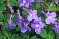  Streptocarpella Concord Blue -- From Plant Source International, Spring Trials 2016 at Speedling: a brilliant Streptocarpella  'Concord Blue' featuring prolific dainty blue trumpet flowers dancing on strong brown-red, skinny stems atop a bed of rich, ruffled, velvety green foliage.