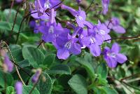  Streptocarpella Concord Blue -- From Plant Source International, Spring Trials 2016 at Speedling: a brilliant Streptocarpella  'Concord Blue' featuring prolific dainty blue trumpet flowers dancing on strong brown-red, skinny stems atop a bed of rich, ruffled, velvety green foliage.