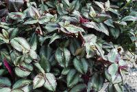  Tradescantia Red-Silver -- From Plant Source International, Spring Trials 2016 at Speedling: a great looking foliage specimen with dense, oval leaves of silver-green to dark-green with center stripes and edges of brown to purple and undersides of burgundy to red-purple.