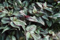  Tradescantia Red-Silver -- From Plant Source International, Spring Trials 2016 at Speedling: a great looking foliage specimen with dense, oval leaves of silver-green to dark-green with center stripes and edges of brown to purple and undersides of burgundy to red-purple.