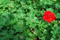 Dandy Geranium Orange -- New from Plant Source International, Spring Trials 2016 at Speedling: Dandy Geranium 'Orange' featuring clusters of bright red-orange to red flowers on short sturdy stems protruding several inches above a canopy of frilled-edge bright-green foliage.
