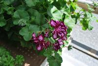 Dandy Geranium Merlot Mex -- New from Plant Source International, Spring Trials 2016 at Speedling: Dandy Geranium 'Merlot Mex' featuring clusters of burgundy to purple-merlot flowers with light purple- to white-striped centers on short sturdy stems protruding several inches above a canopy of frilled-edge bright-green foliage.