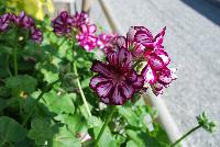 Dandy Geranium Merlot Mex -- New from Plant Source International, Spring Trials 2016 at Speedling: Dandy Geranium 'Merlot Mex' featuring clusters of burgundy to purple-merlot flowers with light purple- to white-striped centers on short sturdy stems protruding several inches above a canopy of frilled-edge bright-green foliage.