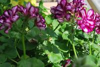 Dandy Geranium Merlot Mex -- New from Plant Source International, Spring Trials 2016 at Speedling: Dandy Geranium 'Merlot Mex' featuring clusters of burgundy to purple-merlot flowers with light purple- to white-striped centers on short sturdy stems protruding several inches above a canopy of frilled-edge bright-green foliage.