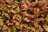 Terra Nova® Coleus Marrakesh -- New from Plant Source International, Spring Trials 2016 at Speedling: Terra Nova® Coleus 'Marrakesh' featuring lime-green to yellow-green-golden foliage with striking ruby-red center veins and numerous lateral veins on an upright yet mounding habit.