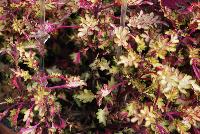 Wildfire™ Coleus Flash -- From Plant Source International, Spring Trials 2016 at Speedling:  Wildfire Coleus 'Flash' featuring lime-green to white-green, spiky to frilly-round foliage with the leaf stems a ruby- to pink-red emanating from reddish center stems.