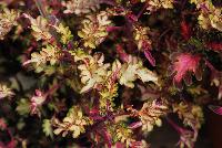 Wildfire™ Coleus Flash -- From Plant Source International, Spring Trials 2016 at Speedling:  Wildfire Coleus 'Flash' featuring lime-green to white-green, spiky to frilly-round foliage with the leaf stems a ruby- to pink-red emanating from reddish center stems.